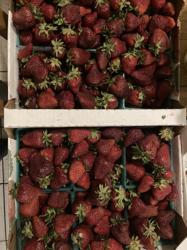 Chanchios strawberry patch