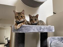Kitty Mansions/Cat Tree Factory