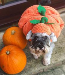 Pets at Home Darlington