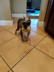 Healing Paws Center