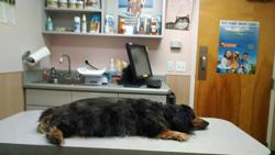 Northeast Animal Hospital