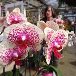 Orchids by Hausermann Inc