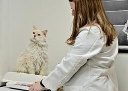 Devonshire Veterinary Clinic: Smiley Aaron DVM