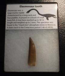 Two Guys Fossils