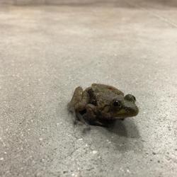 Lowe's Home Improvement