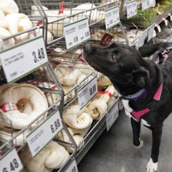 Pet Supplies Plus Yorktown Heights