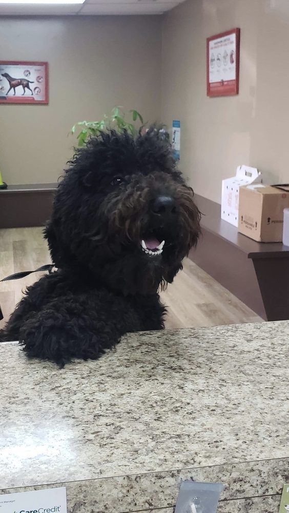 Cheaha Animal Hospital: Hendley William H DVM Oxford