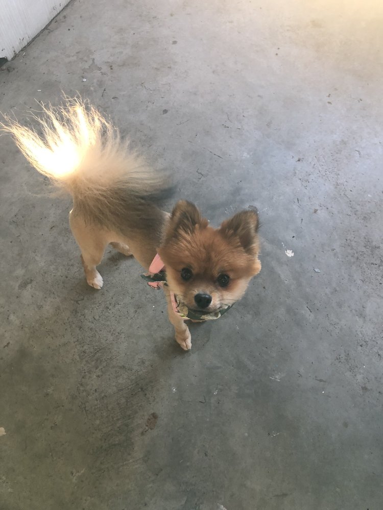 A1 Grooming Too! Pine Bluff