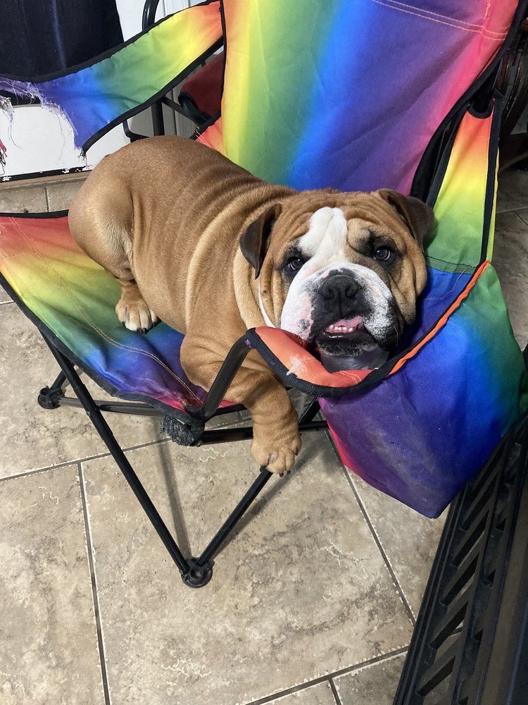 Ortyl Katie DVM Goodyear