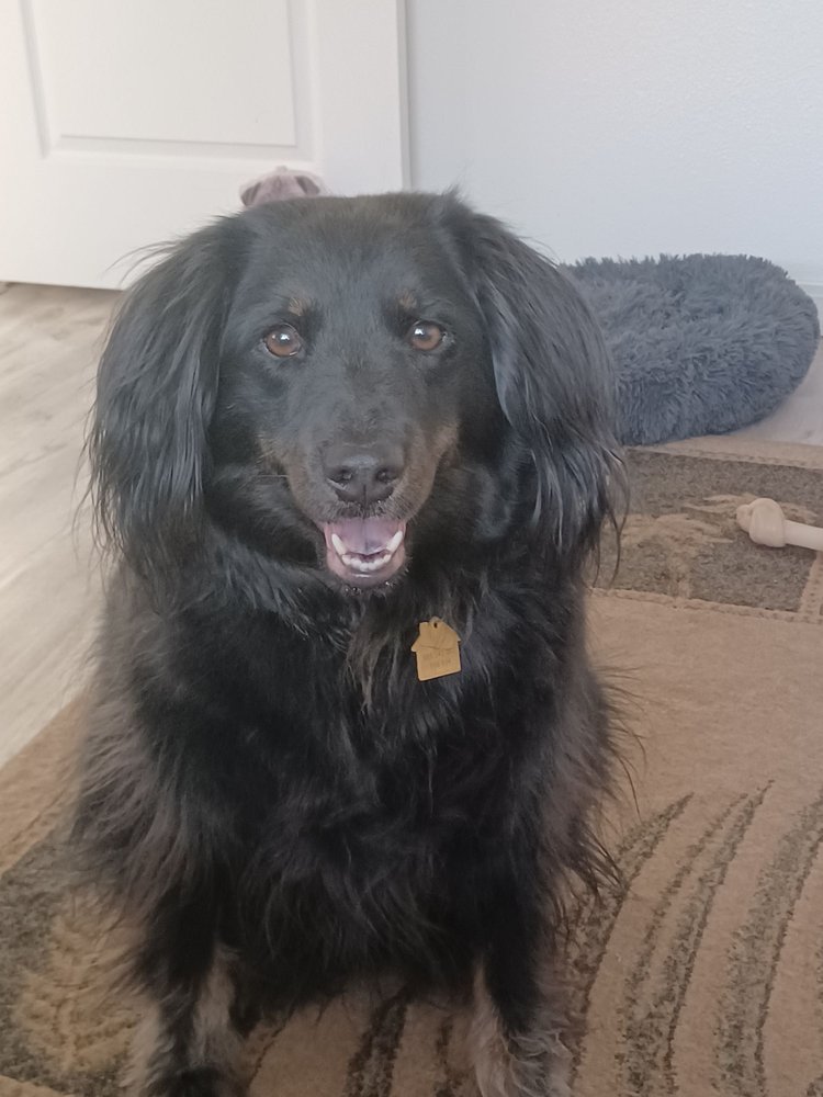 Wright Veterinary Services: Snow Jeanine DVM Kingman