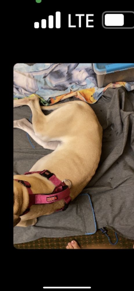 Fastlane Aussies Litchfield Park