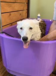 Green Bulldog Dog Wash - Tempe