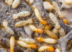 Green Scorpion Termite & Pest
