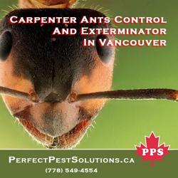 Perfect Pest Solutions