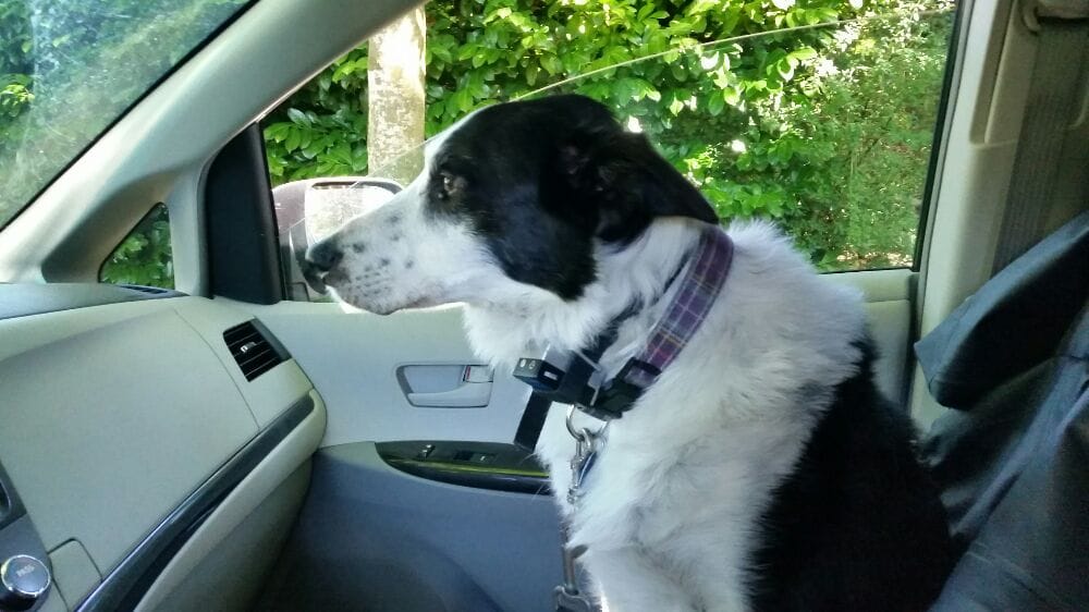 Noelle's Pet Love Vancouver