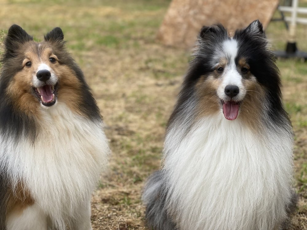 Jackson Ranch For Dogs Anderson