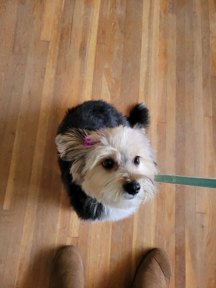 Chasin' Tails Pet Grooming Bakersfield