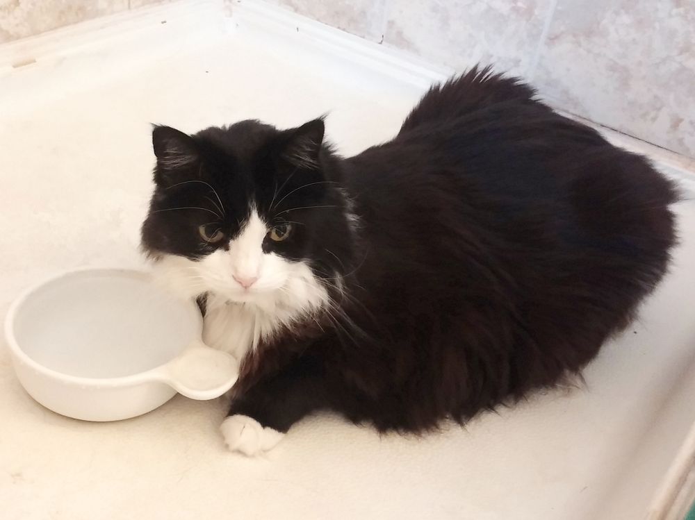 Cambrian Animal Hospital Campbell