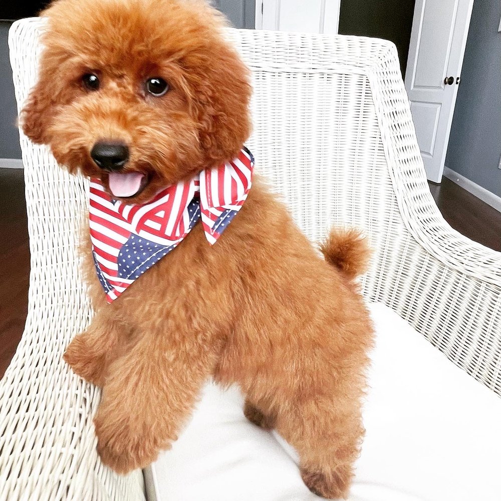 Unleash the Beast Carmichael