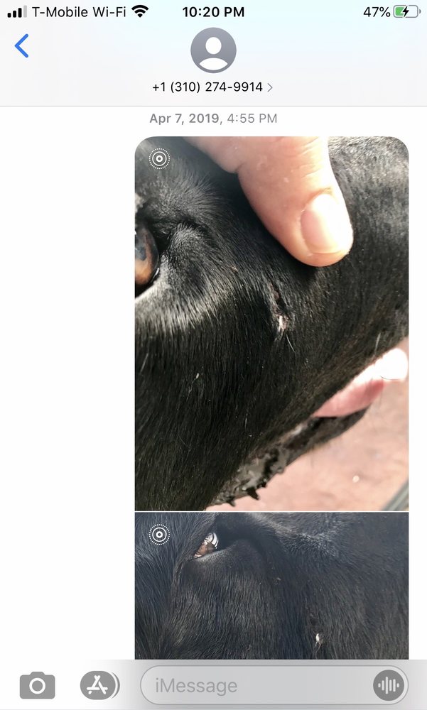 K-911 Doggie Dude Ranch Castaic