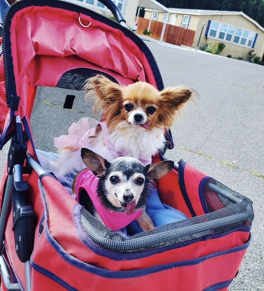 Shear Art Pet Salon Cathedral City