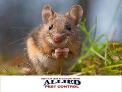 Allied Pest Control