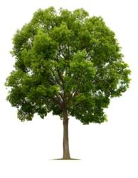 Culver Tree Services