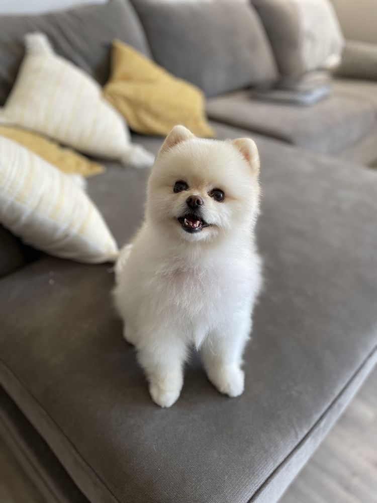 The LaundroMutt Encino