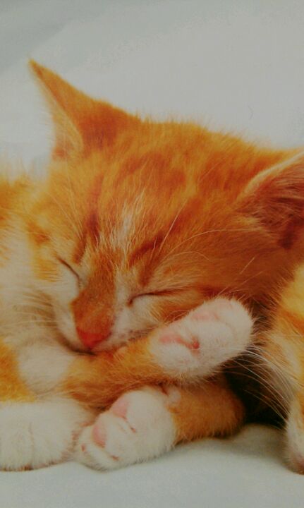 Classy Canines Fresno