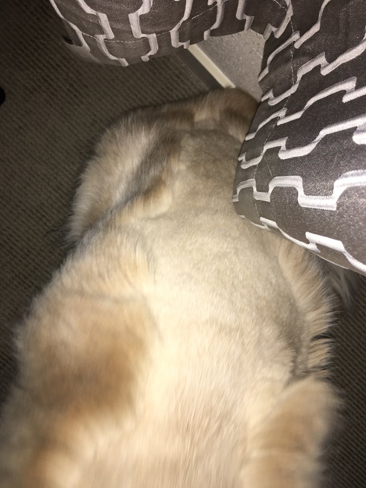 Hairdos For Hounds Geyserville