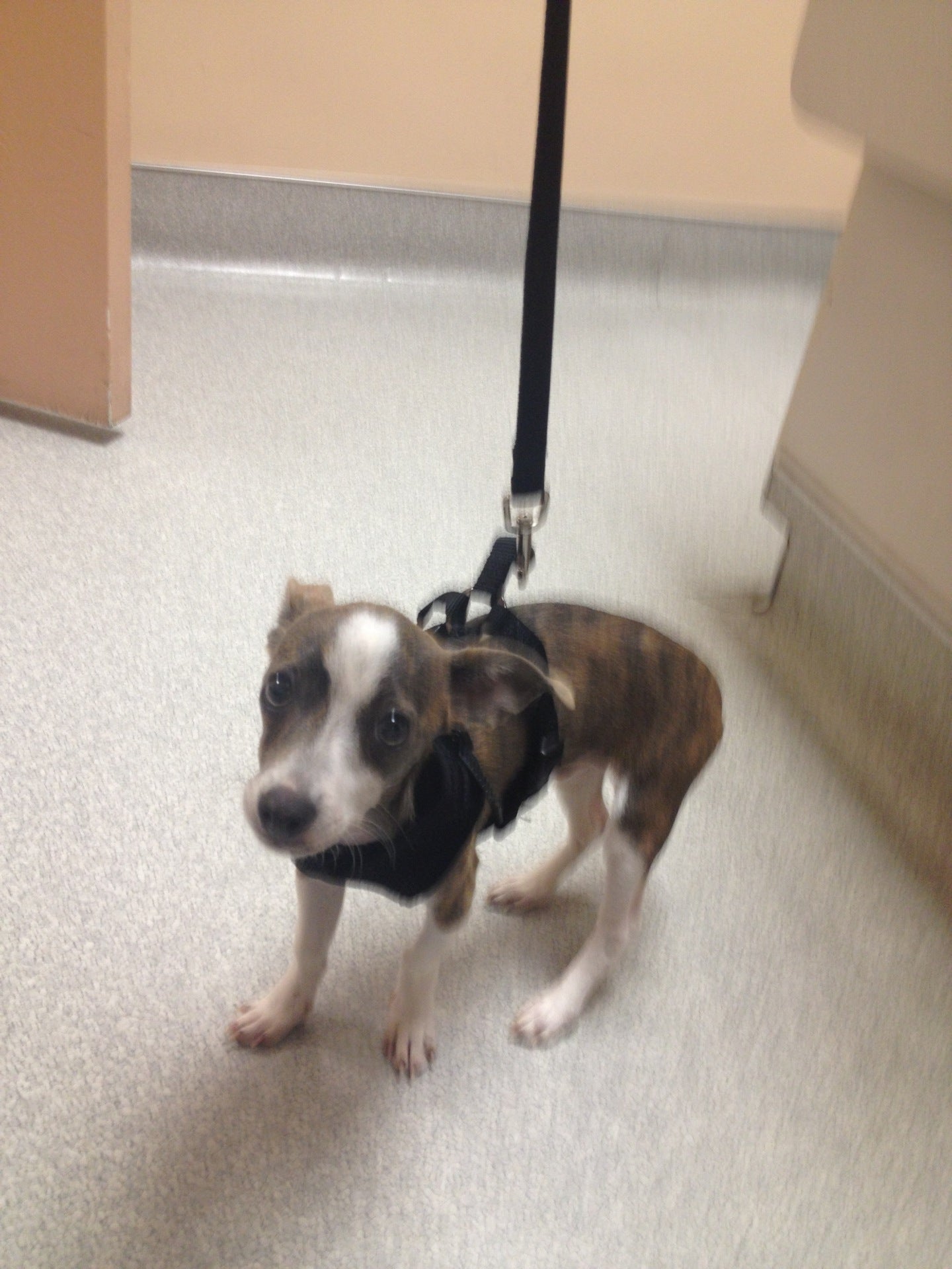 Emergency Veterinary Clinic Granada Hills