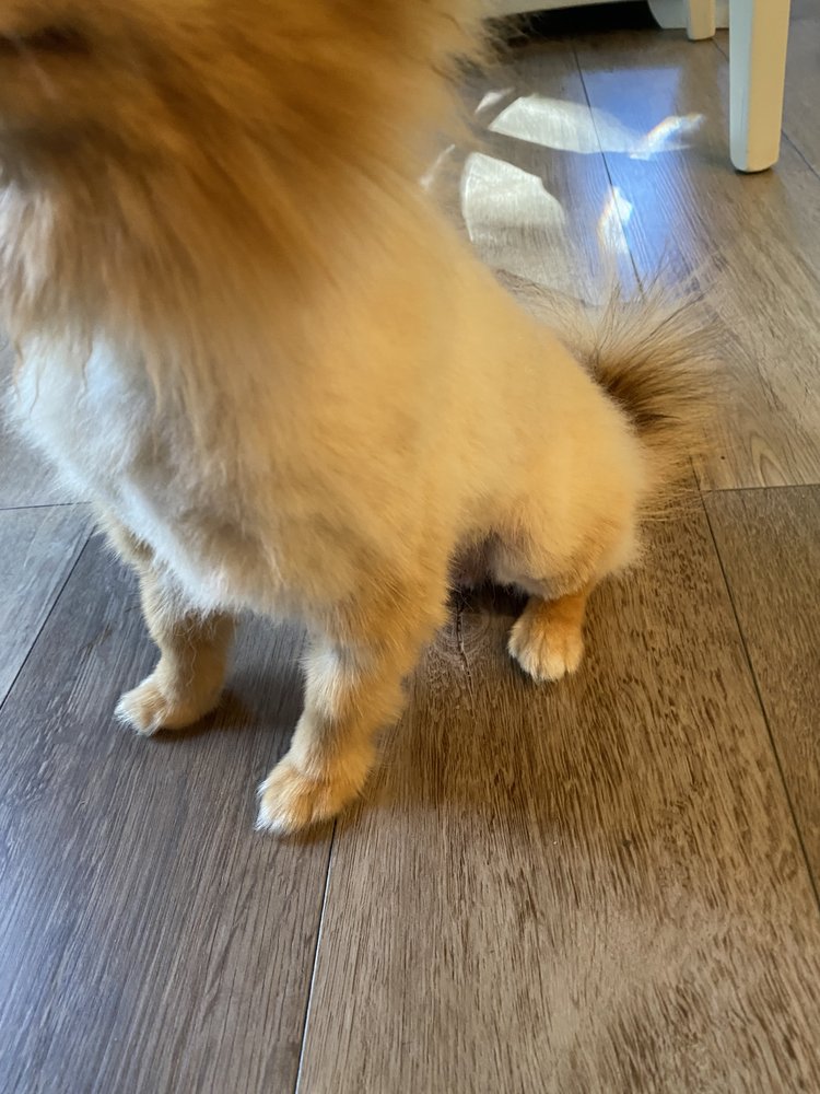 Granite Bay Pet Grooming Granite Bay