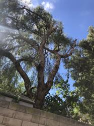 Timberland Tree Company