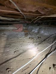 Premium Termite & Pest Control
