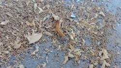 Quality Termite Damage Repairs, Inc