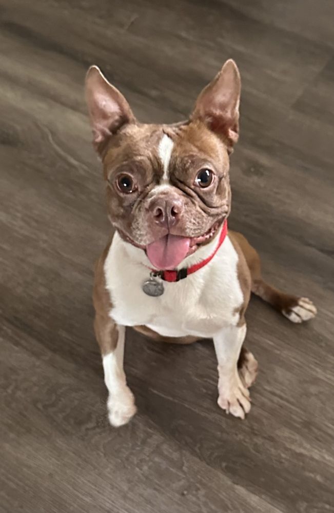 Wonder Dog Rescue Penngrove