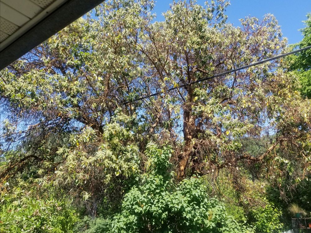 Hilltop Tree Service