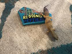 Redding Reptiles