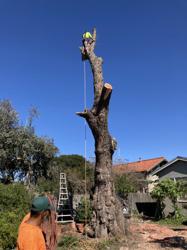 Tree Care and Service