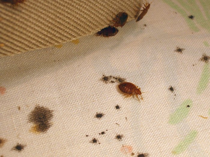 California Bed Bug Exterminators 3499 Business Dr Suite 100, Sacramento, California 95820
