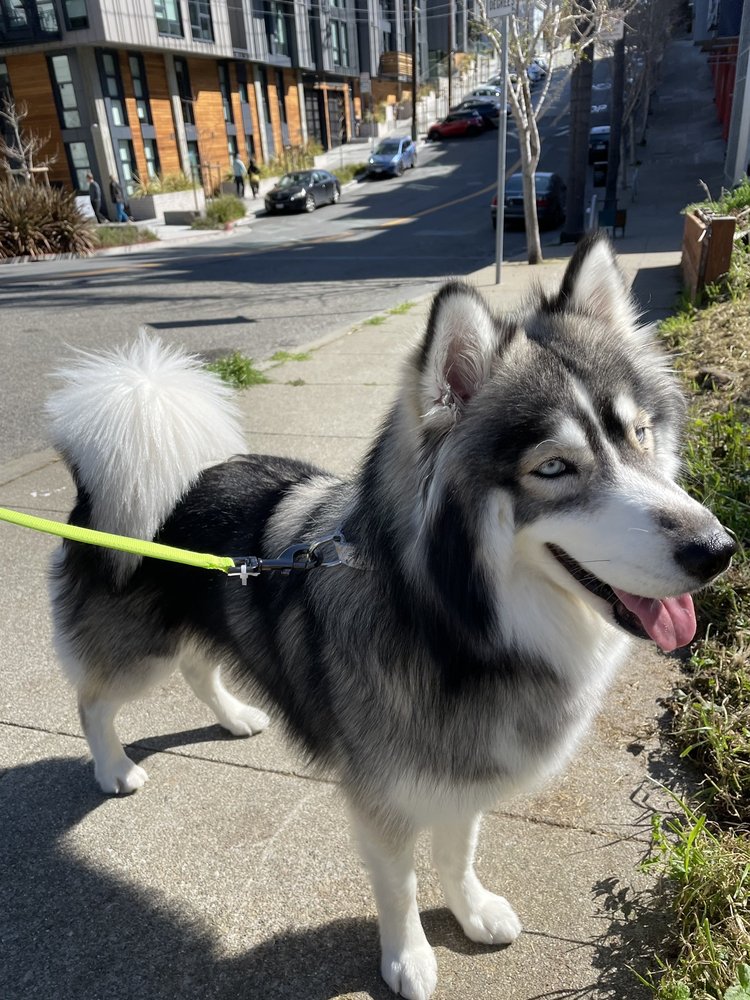 Bernie's Grooming San Francisco