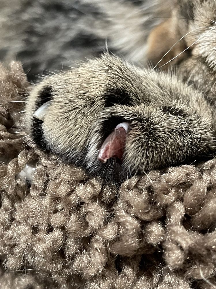 Lu's Pet Grooming San Gabriel