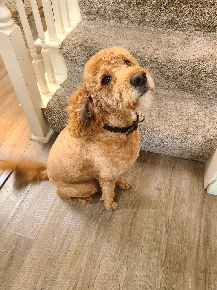 Jeffery's Dog & Cat Grooming San Mateo