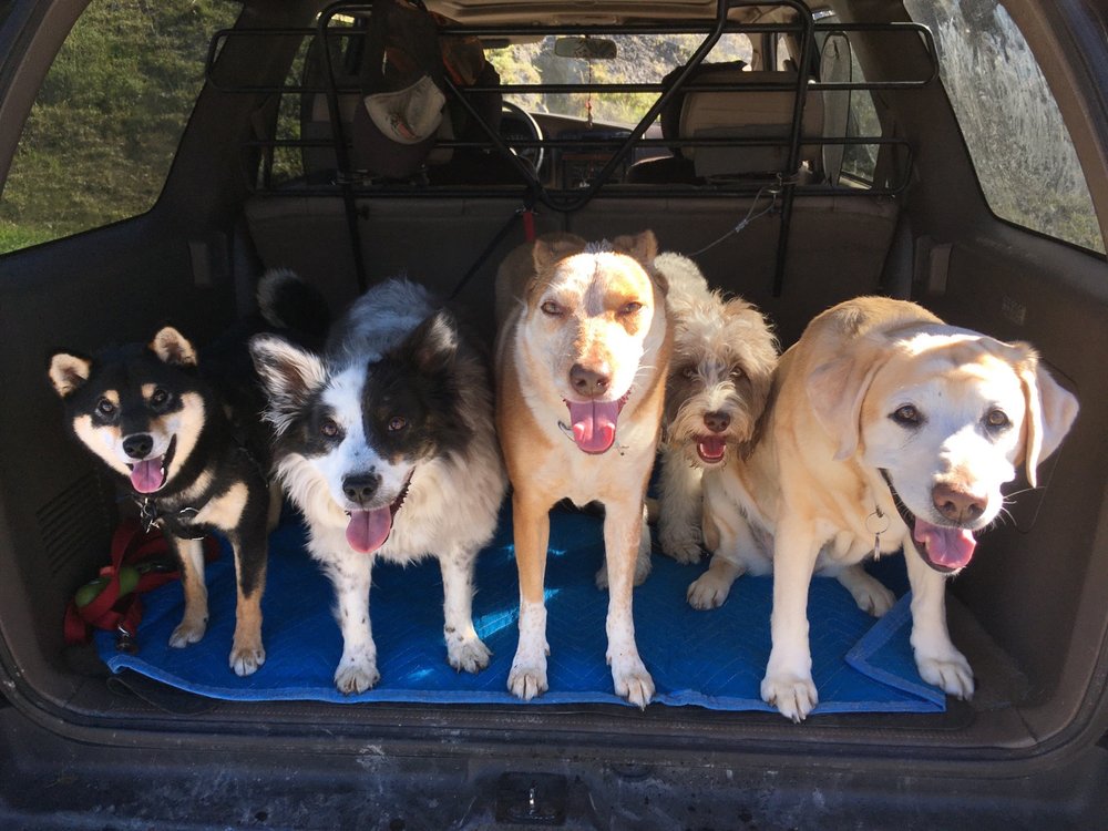 Strutt Your Mutt San Rafael