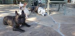 Sniff Squad Dog Training