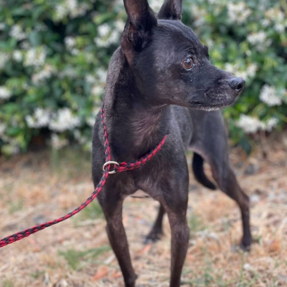 Dirty Dog Salon Santa Rosa