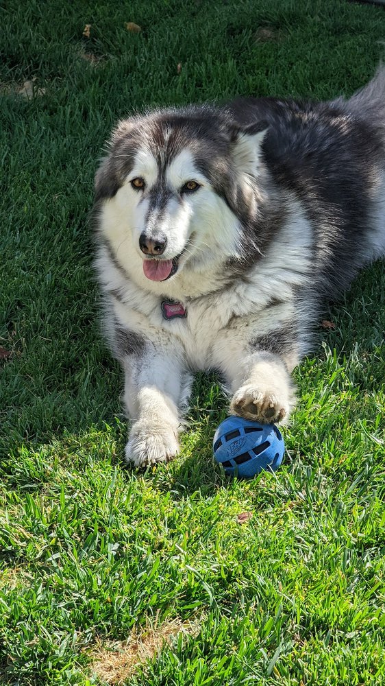 Double T Kennels Simi Valley