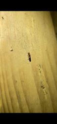 Zwaag Termite Control