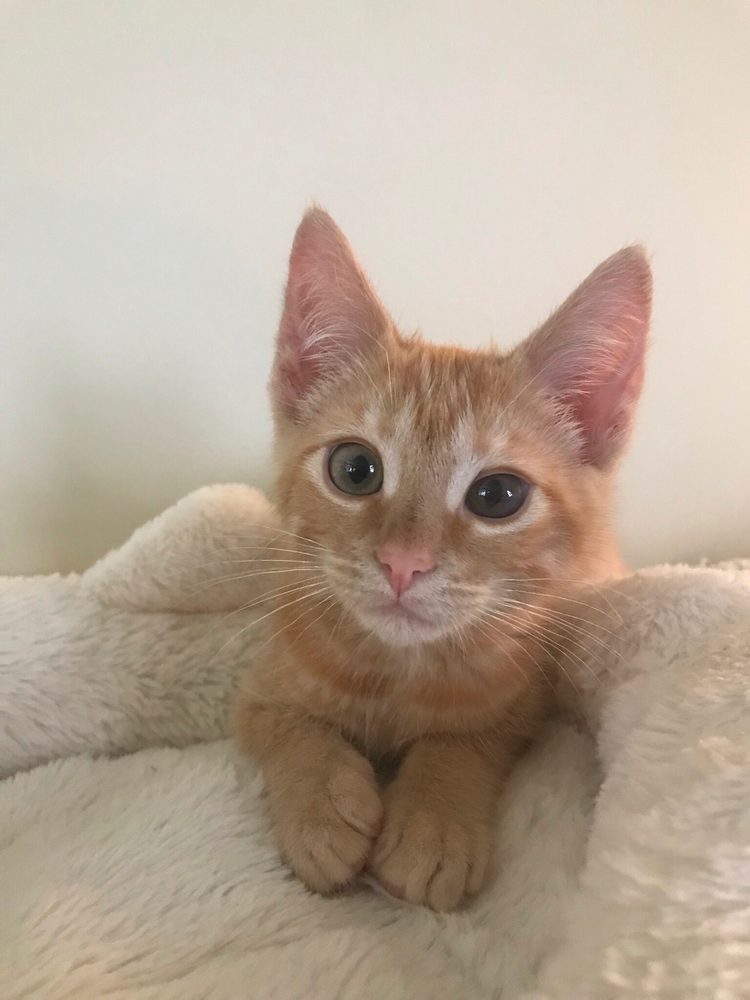 Sierra Veterinary Care: Serrer Connie L DVM Sonora