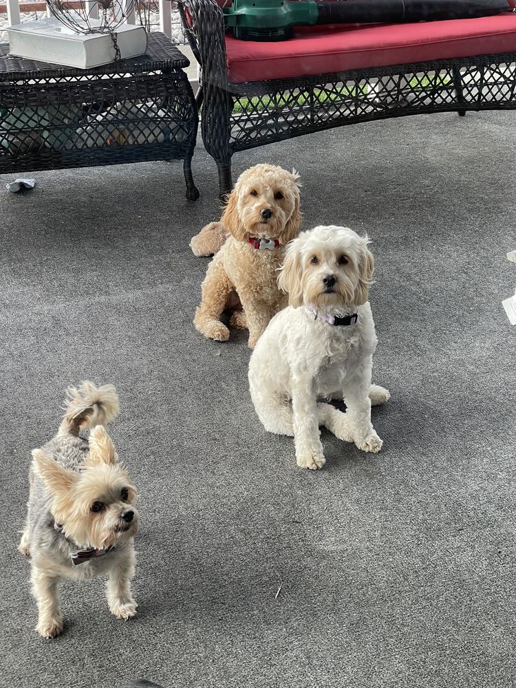 Pet Grooming By Alejandra Vallejo